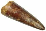 Cretaceous Fossil Crocodylomorph Tooth - Morocco #299214-1